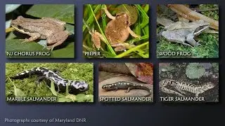 Delmarva's Amphibians