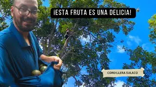 ¡Me interné en las montañas de Subirana,Yoro en busca de una  fruta silvestre que es una delicia! 🌳🥑