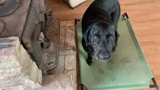 Working with multiple dogs in the household