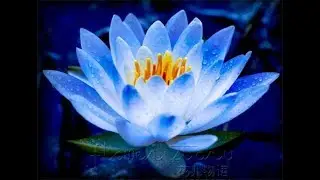 Blue Lotus Tincture, part Two
