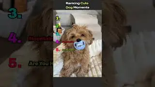 Ranking Cute Dog Moments