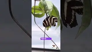 Pasiflora y la magia de las Mariposas 🦋! #delgadoford #plantas #seguidores #butterfly #garden