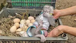 Lucky fell asleep in the garden, causing mom to panic while searching for her