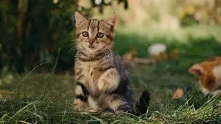 Cinematic cats ASMR