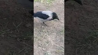 Носик и почесушки #вороны / Cleaning and scratching #crow #dino