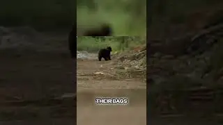 Gold Rush Controversy: The Truth Behind the Bear Incident