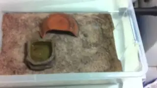 Helmeted Gecko Care Video