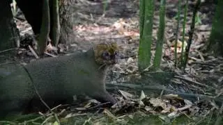 The Growling, Ferocious, Diurnal Kitty Cat: The Jaguarundi!