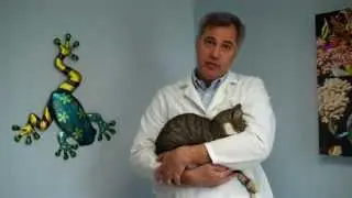 Cat Declawing (708-485-6500) Brookfield, La Grange, La Grange Park, Lyons, North Riverside