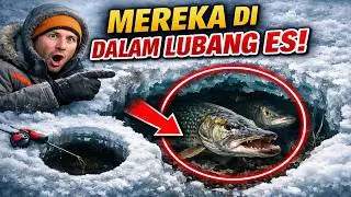 MEREKA MENYEMBUNYIKAN INI! Rahasia Utama Perilaku Pike di Puncak Musim Dingin.