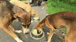 Feeding the Strays in the Streets of Noida || Save a Stray || #saveastray