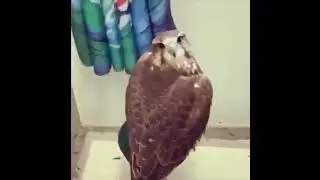Sus Bird Turn Head Vine Boom