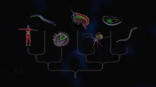 Live from the lab: Stories of animal ancestors