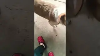 Fiz com o dieque kakak