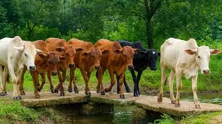Funny and Smart Tame Cows Roaming Peacefully in the Grassland – Cute Cow Sounds