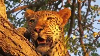 Leopards of Thornybush, including a mating pair