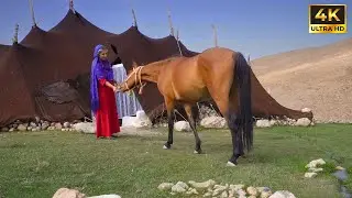 Iranian Nomadic Life: Making Breakfast & Hand-Weaving a Rug from Scratch 🌄