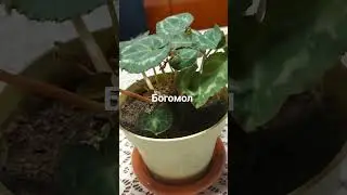 богомол