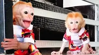 Newborn Baby Monkey OMeGa cried with joy when he found out that Baby Isa came home and hugged him