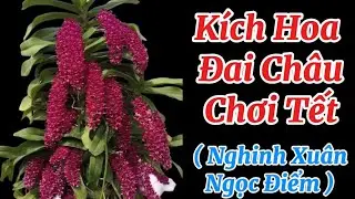 Cách Kích Hoa Lan Đai Châu Chơi Tết