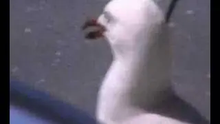 Insane SeaGull