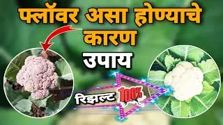 फुलकोबी गुलाबी का होतो कारणे आणि उपाय 🔥 | कोबी लागवड माहिती (@digital_yuva_shetkari )