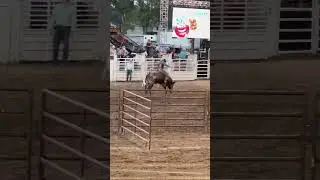 Full ride!#shorts #rodeovideos #rodeo #america #crazyanimals #idaho #countyfair #cowboy #