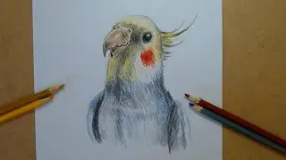 como desenhar uma CALOPSITA