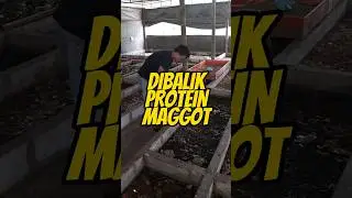 Rahasia Protein Maggot #maggot #magot #bsf