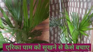 How to grow and save erica palm#gardenofdreams