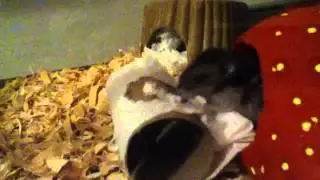 April and the Toilet Paper
