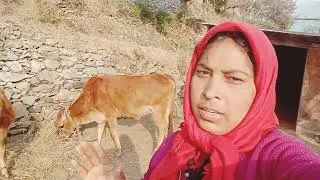 आज अकेले करा पूरा काम  Pahadi Lifestyle Vlogs
