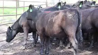 Myrtle Farm heifers