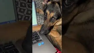 German Shepherd DEMANDS ATTENTION #shorts #dog
