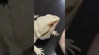 Helping my BEARDED DRAGON get SHED OFF HIS EYE... VERY INTENSE #norrisnation 🐉
