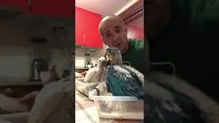 Empapillando guacas y cacatua