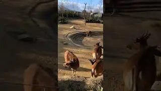 Chester Zoo #animals #viral #animallover #chesterzoo #uk