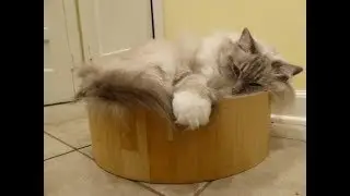 Best Cat Scratcher Bed Bowl - Necoichi Cat Cozy Scratcher Bowl Product Review