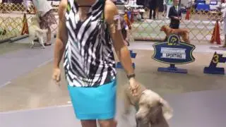 Pretzel on his way to an owner-handled Reserve Best in Show
