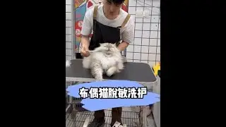 猫咪日常洗护猫咪洗护脱敏洗护看似简单整整