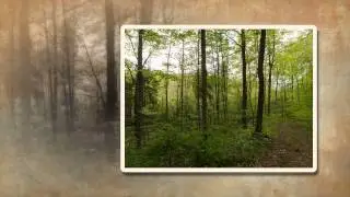 Thames Talbot Land Trust - 5 Poits Forest - Driedger Tract
