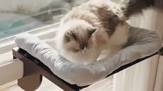 Cat window perch installation guide