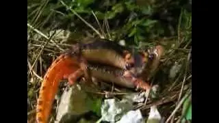 Lyciasalamandra fazilae amplexus