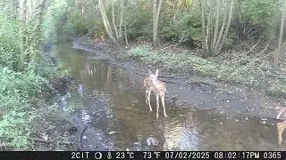 CITWC Nature Park Trail Cam Video #170 BUCKS & DUCKS, FAWN AND DEER