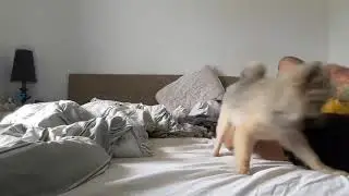 Spitz Alem&atilde;o - Lulu da pomerania - Melhor Amigo do Homem