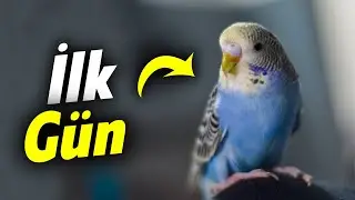 Yeni Muhabbet Kuşumuz İlk Gün - Adı Ne Olsun?