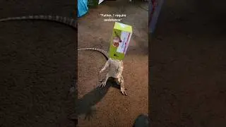 My monitor lizard acts like a toddler. #reptiles #pets #monitorlizard #komodo