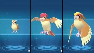 Pidgey Evolution Pokemon - Pokemon Legends Z-A