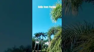 Florida Vibes#shorts#summer#florida #stpetersburgflorida #blueskies#palmtrees