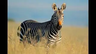 The Hybrid That Shocked Scientists | Donkey &times; Zebra